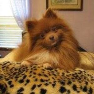 Meet your Posher, Donna